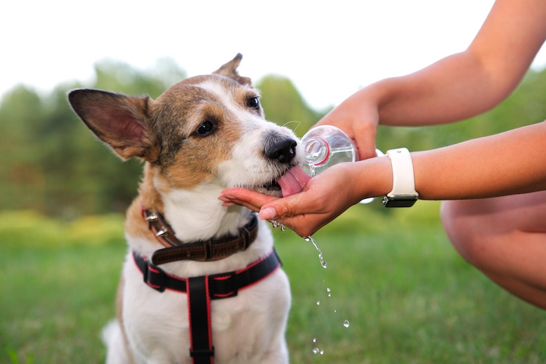7 måter å sørge for at kjæledyret ditt får nok vann på