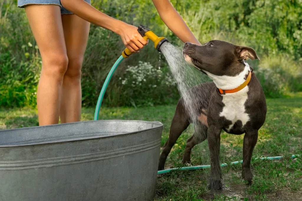 vannfontene til kjæledyr